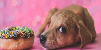 uperpuppies